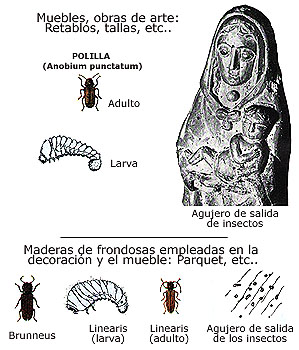eimagen