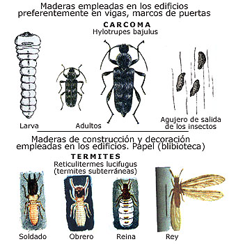 eimagen