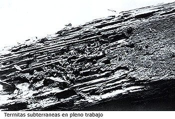 eimagen