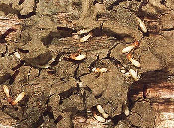 PROMAX - Protección de Maderas, S.A. - Productos | Construnario